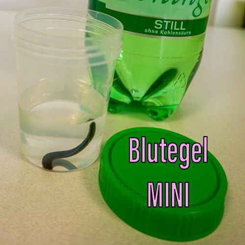 Blutegel Kultur MINI